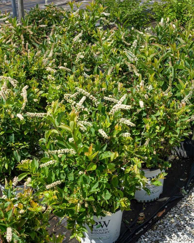 Choose A Compact Cultivar For Smaller Gardens Choose A Compact Cultivar For Smaller Gardens