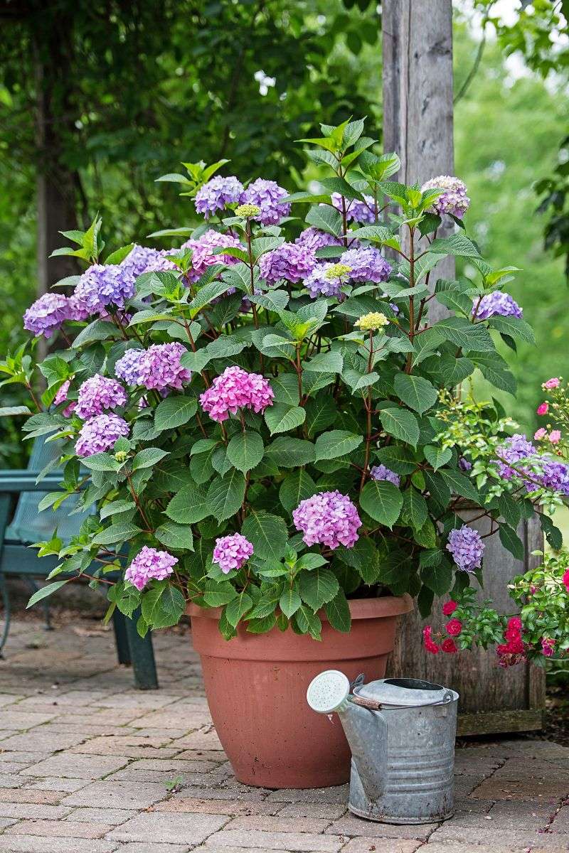 Choose A Container With Good Drainage