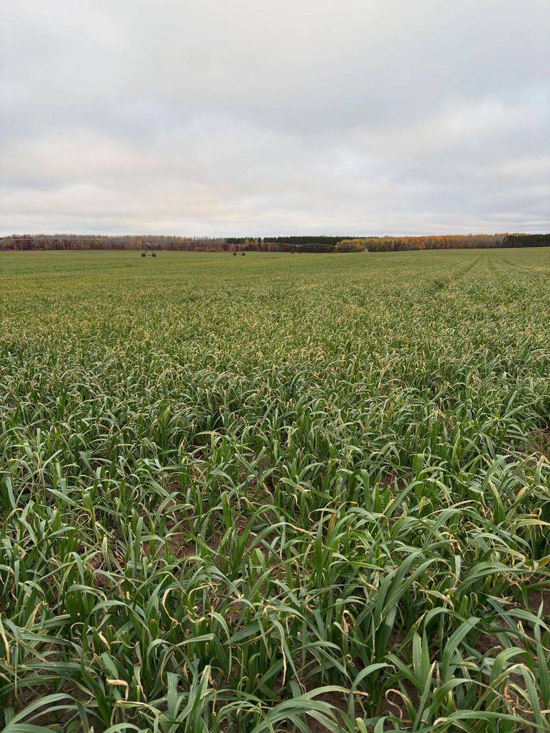Choose A Cover Crop That Fits Michigan's Fall Conditions Choose A Cover Crop That Fits Michigan's Fall Conditions