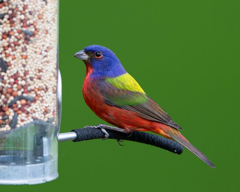 Choose A Feeder They'll Actually Use Choose A Feeder They'll Actually Use