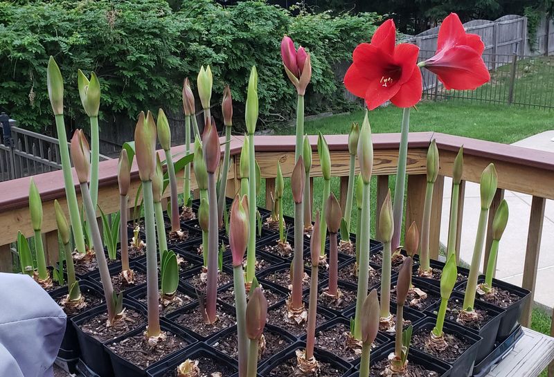 Choose A Snug Pot With Good Drainage