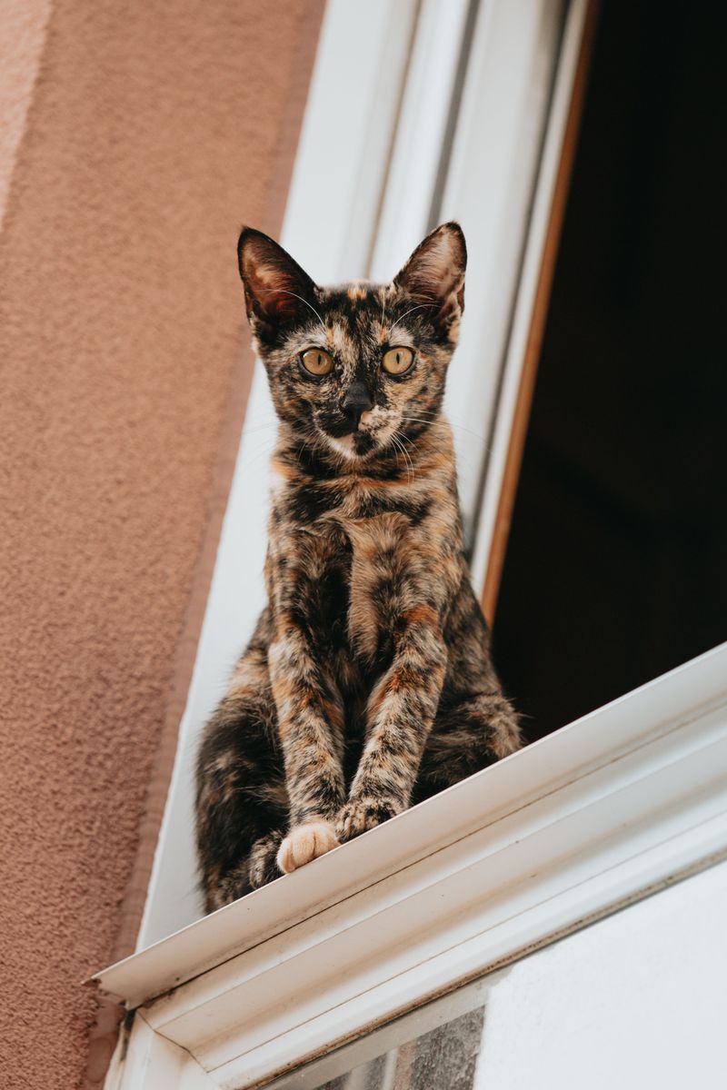 Choose A Spot Safe From Window Strikes And Cats