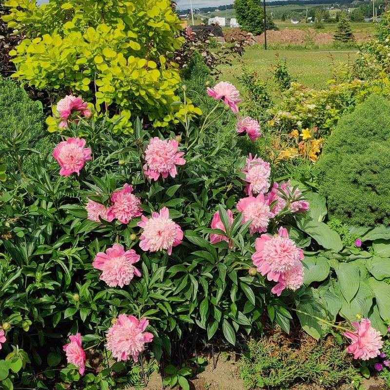 Choose A Sunny Spot Before Putting Roots In The Ground