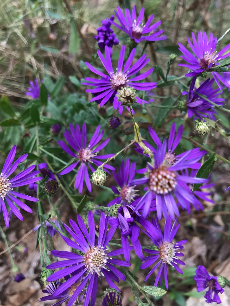 Choose A Sunny Spot For More Flowers