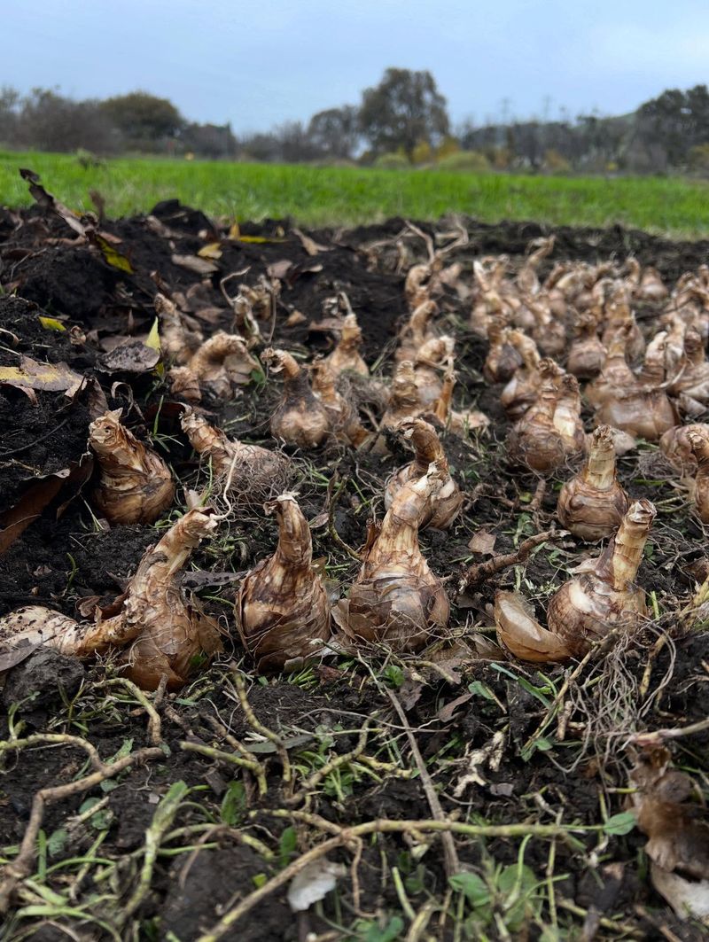 Choose A Well-Drained Planting Site Choose A Well-Drained Planting Site