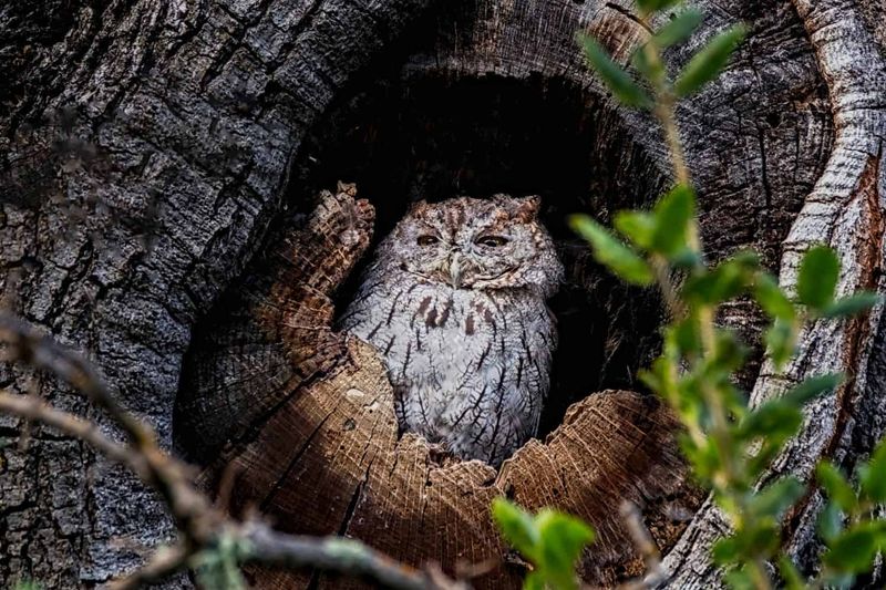 Choose Advice for the Arizona Owl Species You Actually Have