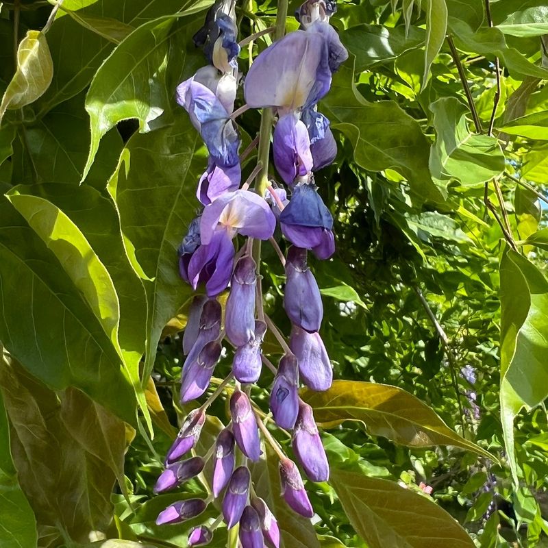 Choose American Wisteria Instead Choose American Wisteria Instead