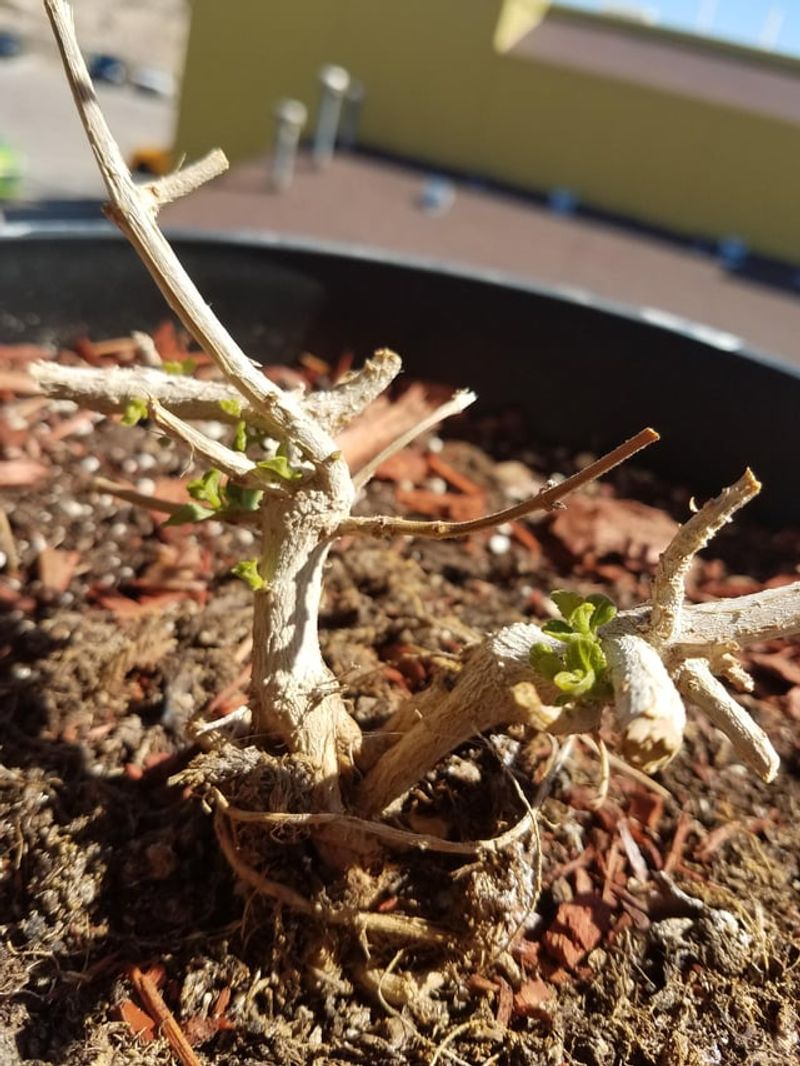 Choose An Indoor Location For Dormancy