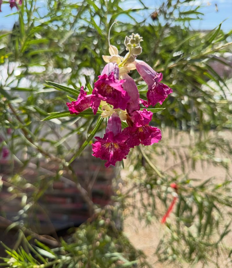 Choose Arizona Plants for Habitat, Not a Guaranteed September Display