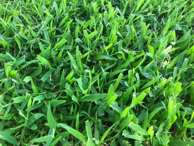 Choose Bermudagrass When A Sunny Drainfield Needs Turf Choose Bermudagrass When A Sunny Drainfield Needs Turf