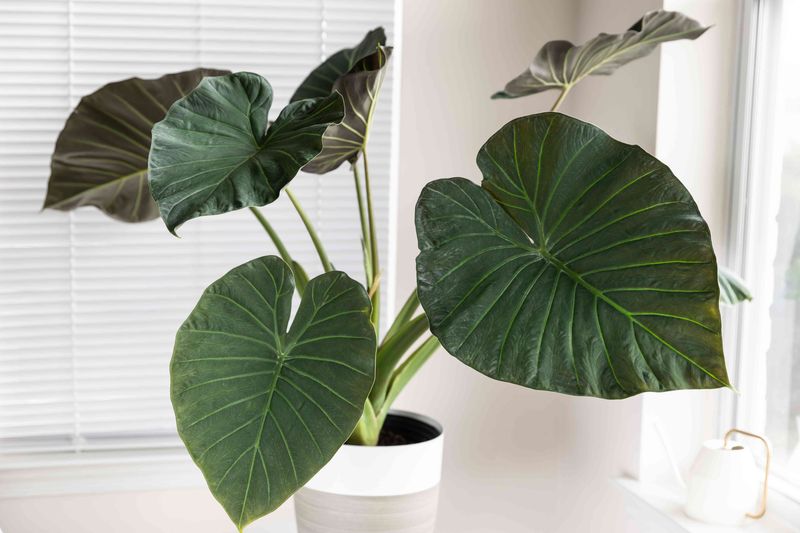 Choose Between Houseplant Growth And Dormancy