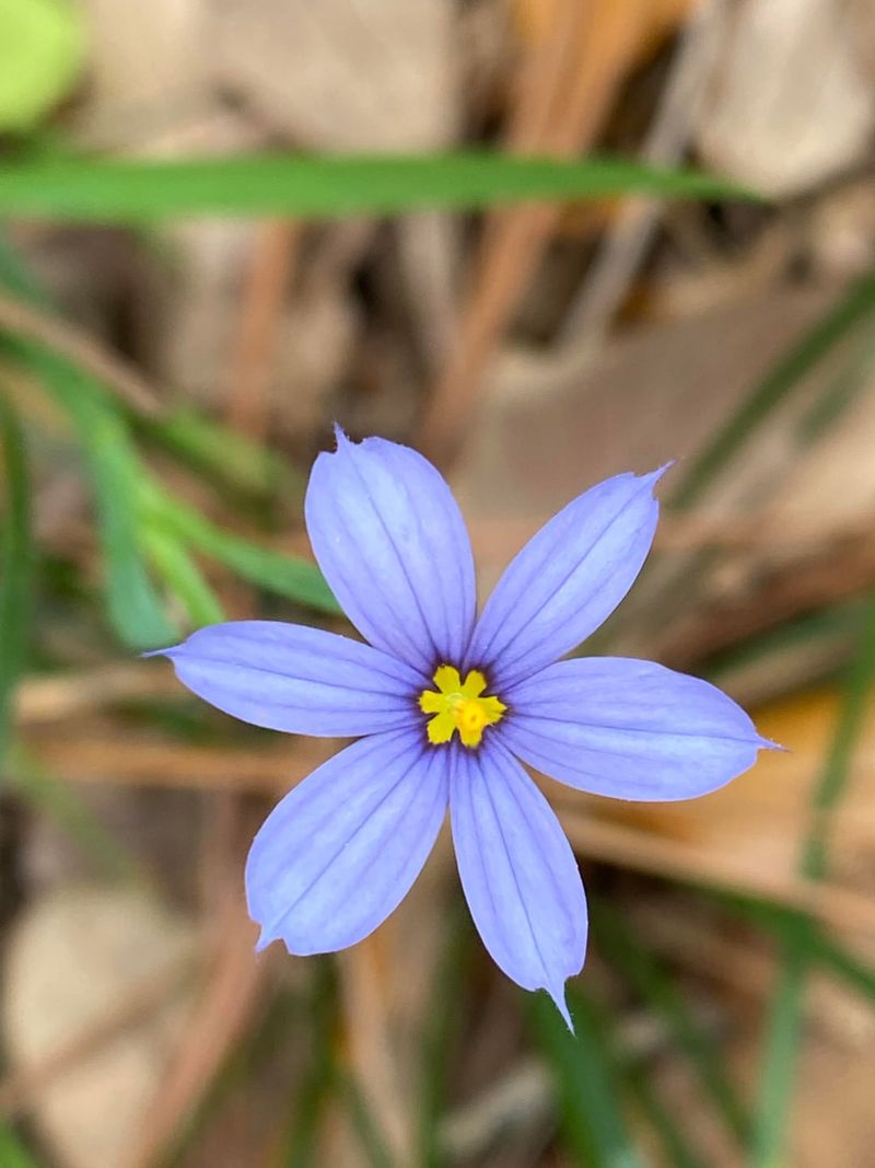 Choose Blue-Eyed Grass For Tiny Borders