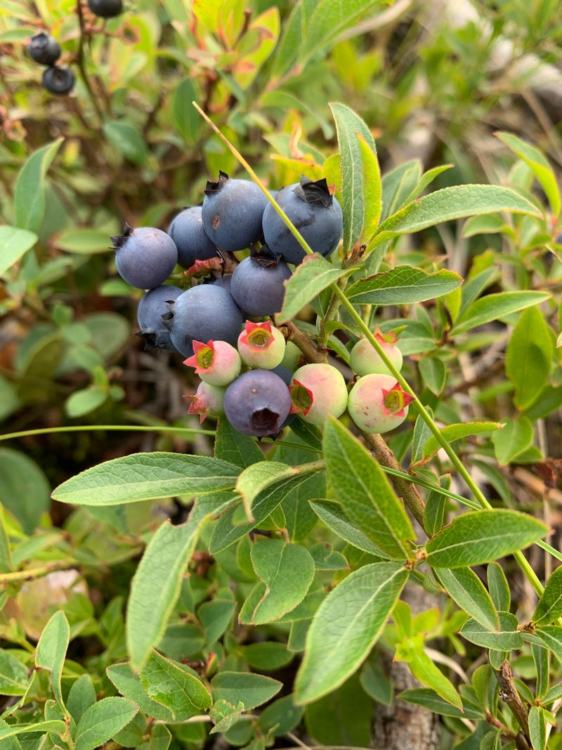 Choose Blueberry Varieties For Michigan Weather Choose Blueberry Varieties For Michigan Weather