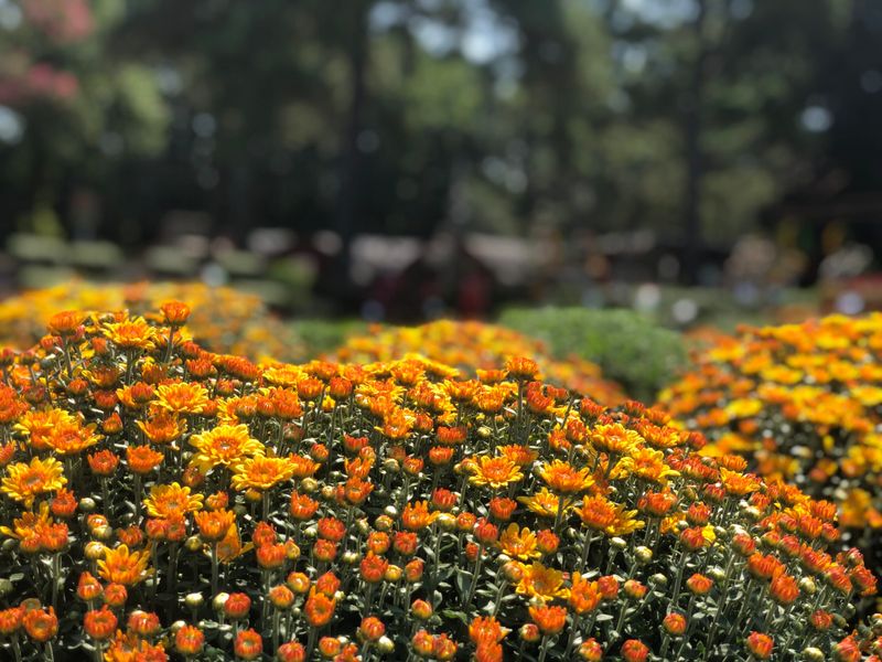 Choose Budded Plants For Longer Blooms Choose Budded Plants For Longer Blooms