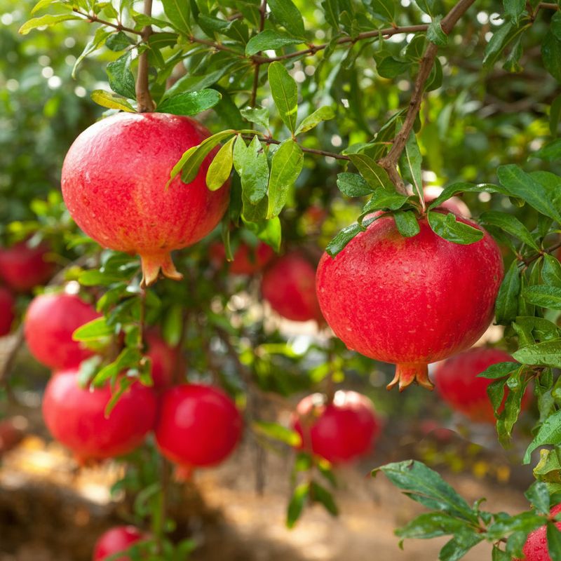 Choose Cold Hardy Varieties Choose Cold Hardy Varieties