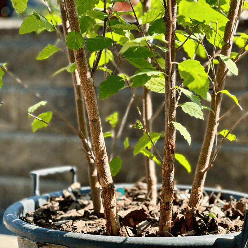 Choose Container Trees For Flexible Fall Planting Choose Container Trees For Flexible Fall Planting