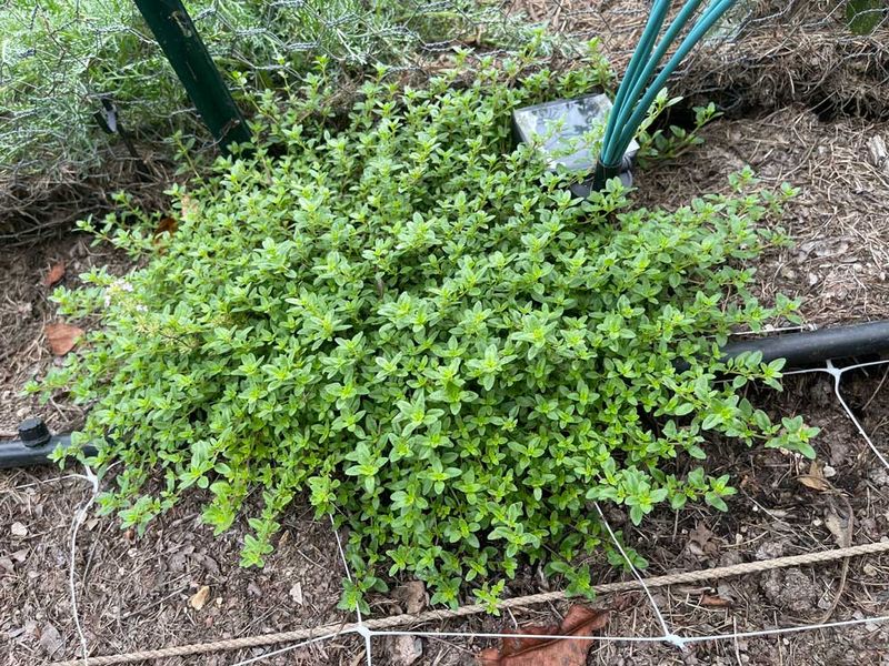 Choose Creeping Thyme Selectively Instead of Expecting a One-Plant Lawn