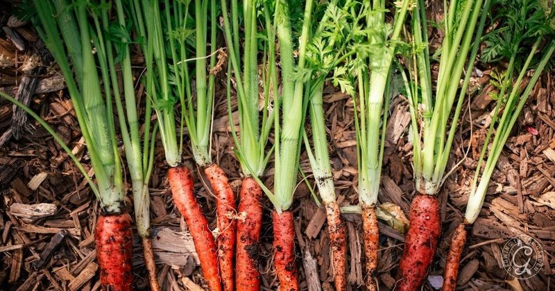 Choose Crops That Fit the Remaining Runway Choose Crops That Fit the Remaining Runway