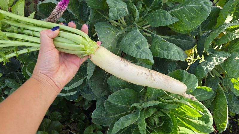 Choose Daikon For Bigger Roots And A Longer Harvest Choose Daikon For Bigger Roots And A Longer Harvest