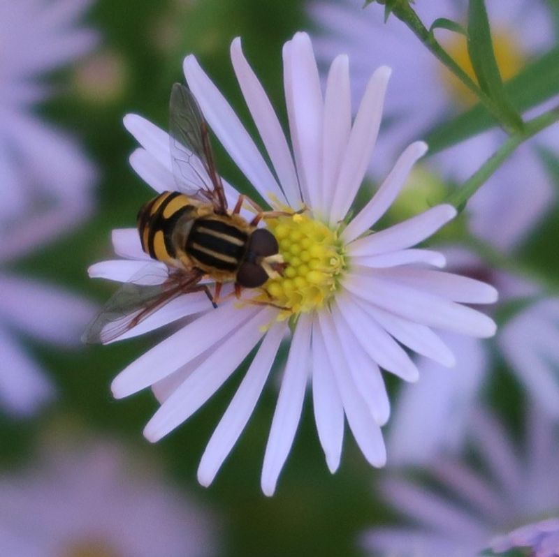 Choose Douglas’ aster for late-season bee support