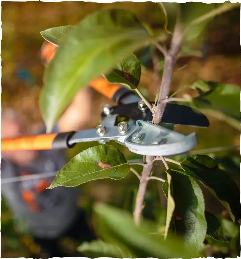 Choose Fall Pruning Dates More Carefully Choose Fall Pruning Dates More Carefully