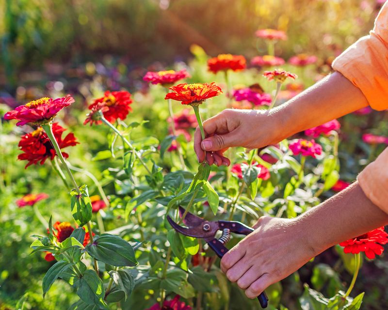 Choose Fast-Blooming Varieties Choose Fast-Blooming Varieties