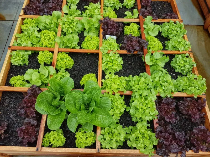 Choose Fast Maturing Fall Vegetables Choose Fast Maturing Fall Vegetables