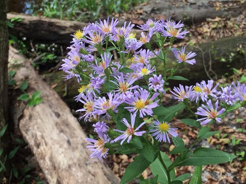 Choose Florida Native Asters For A Late-Season Pollinator Boost Choose Florida Native Asters For A Late-Season Pollinator Boost