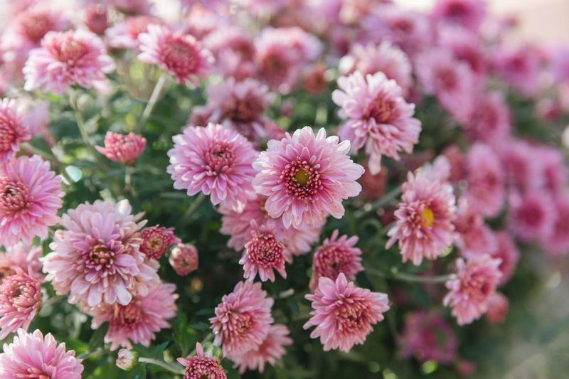 Choose Hardy Garden Mums