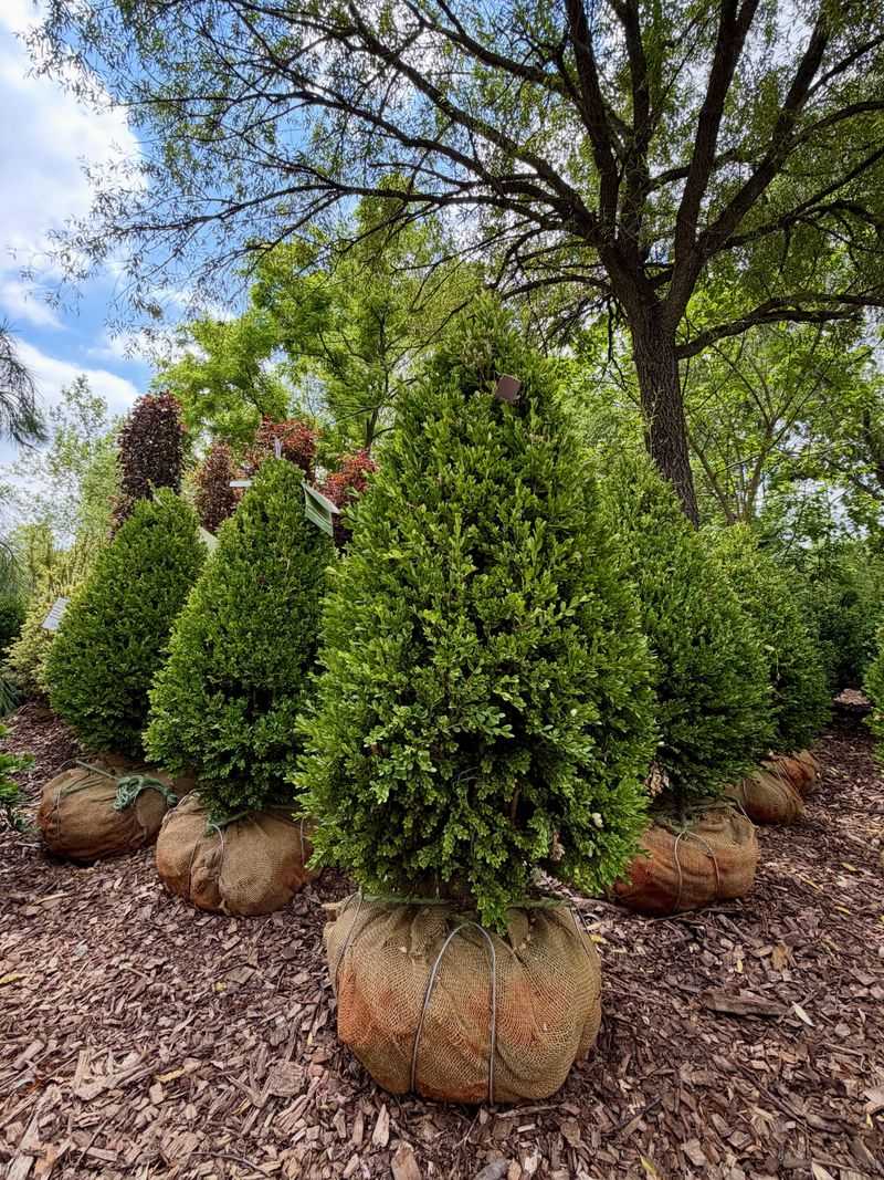 Choose Hardy Varieties For Future Plantings Choose Hardy Varieties For Future Plantings