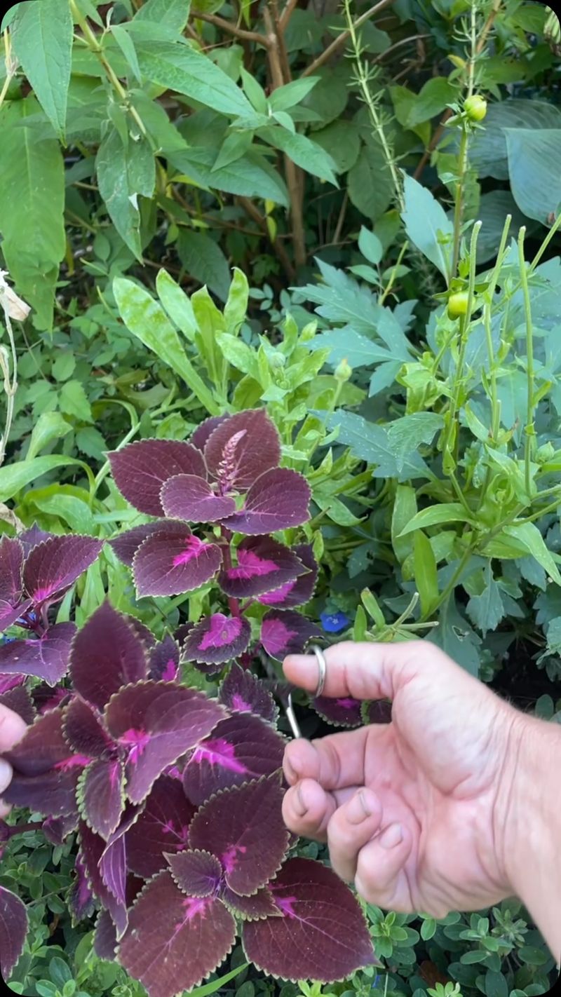 Choose Healthy Nonflowering Stems Choose Healthy Nonflowering Stems
