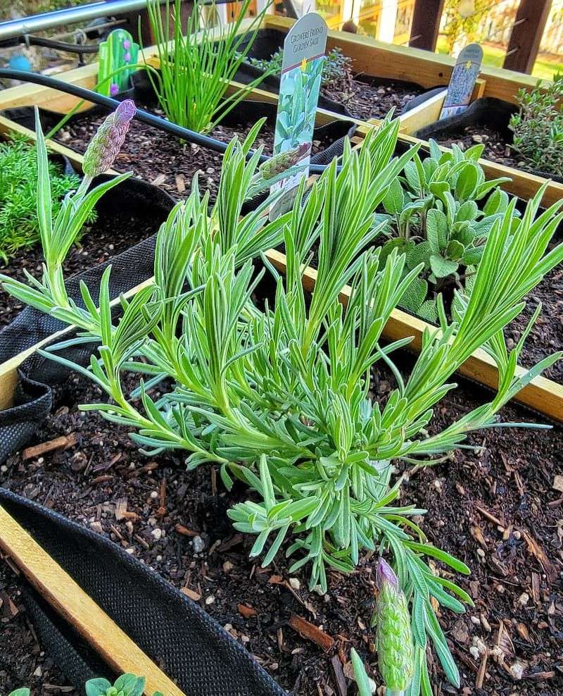 Choose Healthy Shoots Without Stressing the Mother Plant