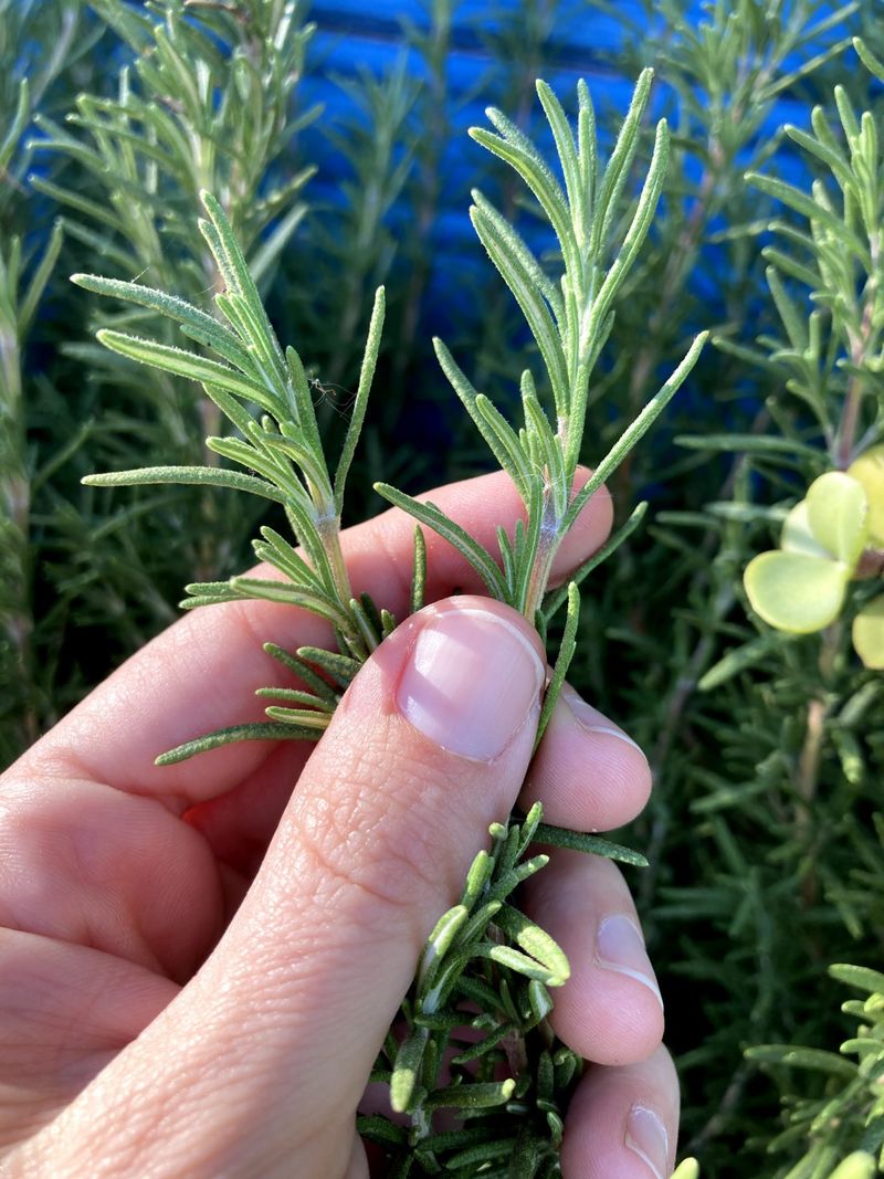 Choose Healthy Stems For The Best Flavor