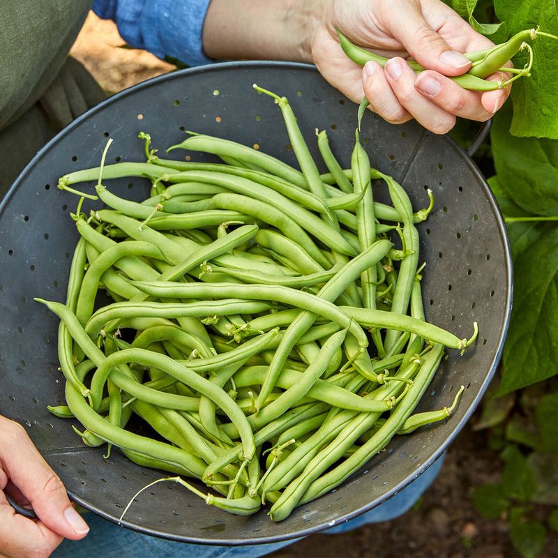 Choose Heat Tolerant Bush Varieties