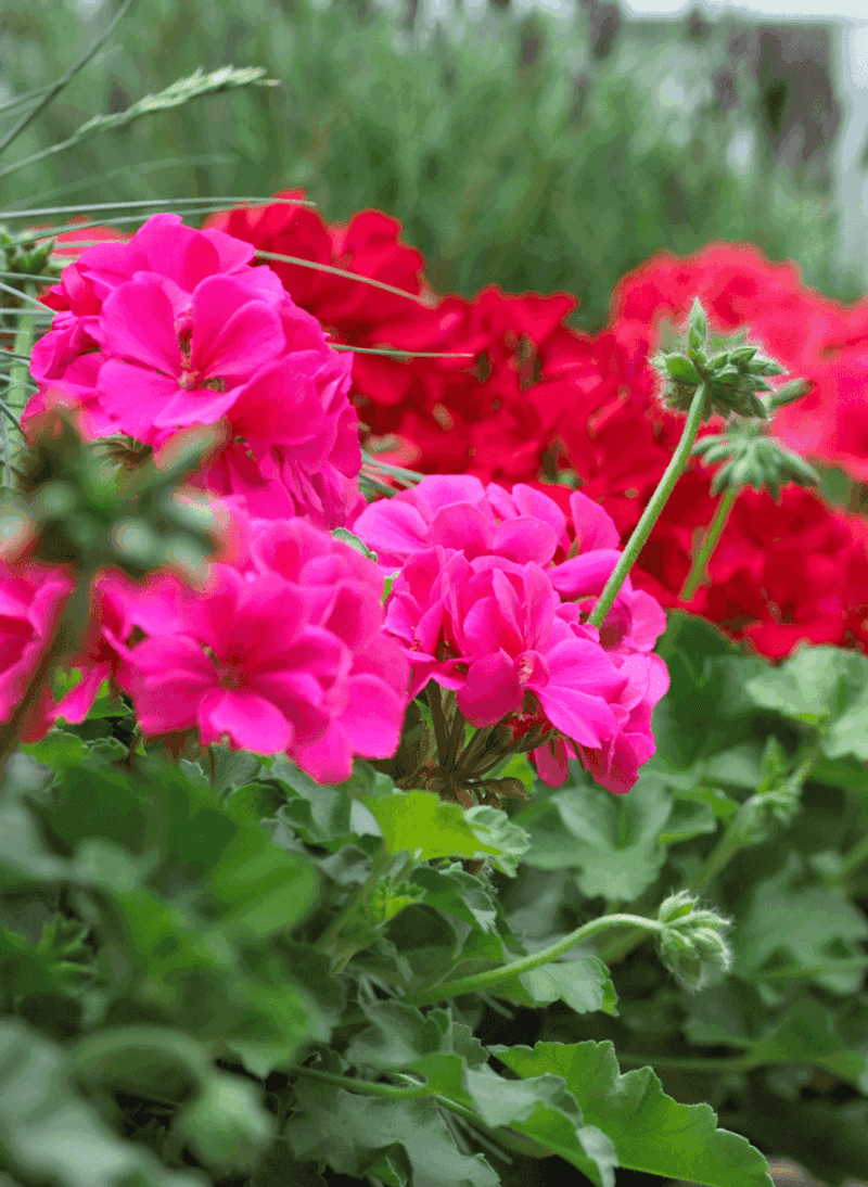 Choose Heat-Tolerant Geranium Varieties for Arizona Gardens Choose Heat-Tolerant Geranium Varieties for Arizona Gardens
