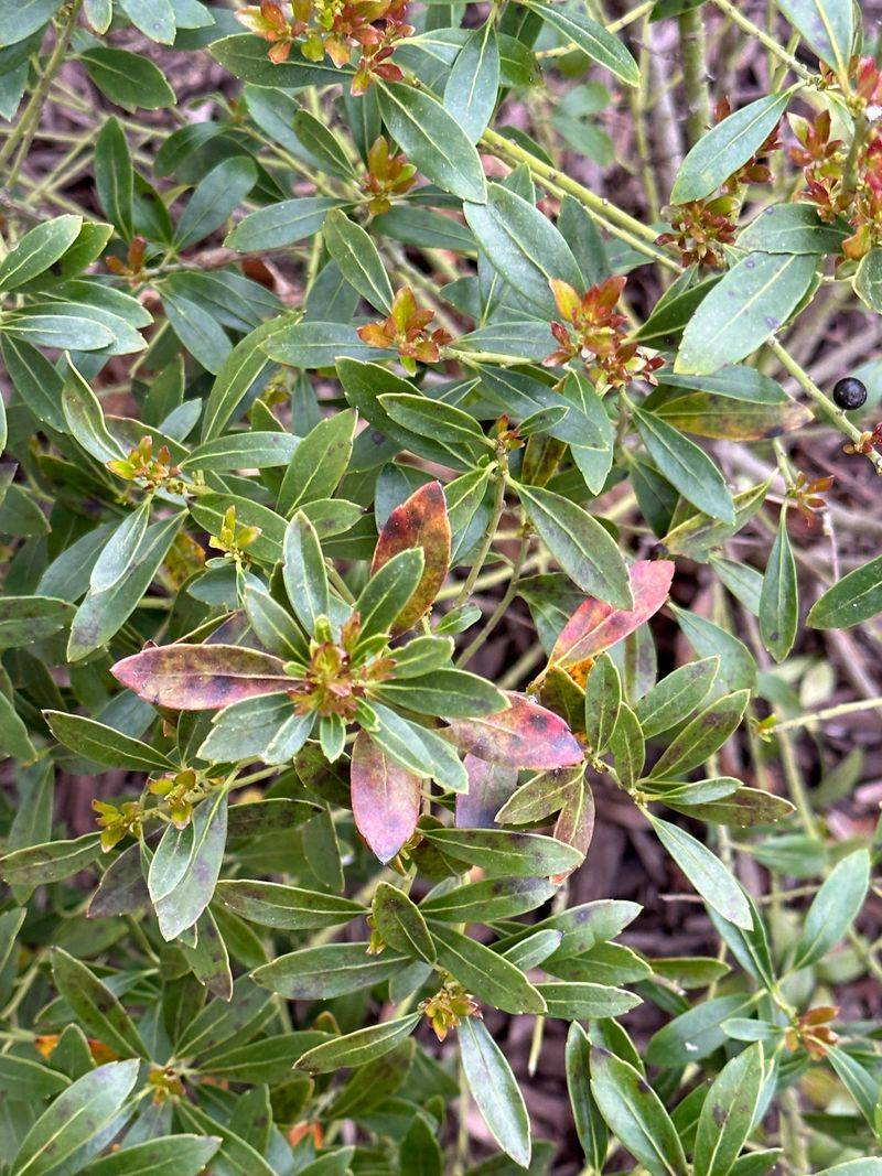Choose Inkberry Holly For A Boxwood-Like Shape Choose Inkberry Holly For A Boxwood-Like Shape