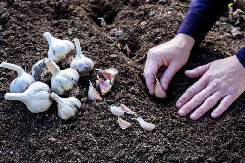 Choose Large, Healthy Seed Cloves