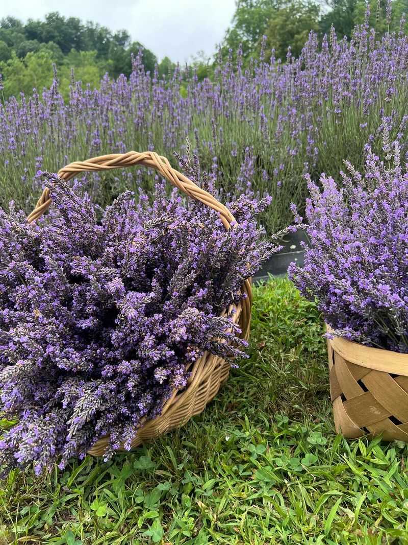 Choose Lavender Varieties That Fit North Carolina