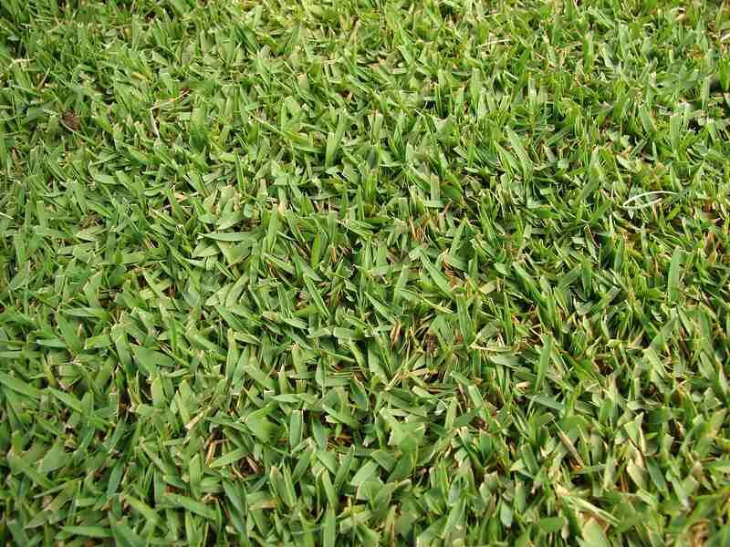 Choose Less Aggressive Turf Varieties