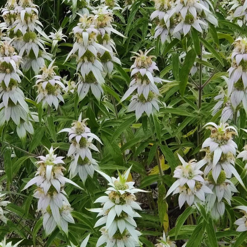 Choose Less Attractive Plants