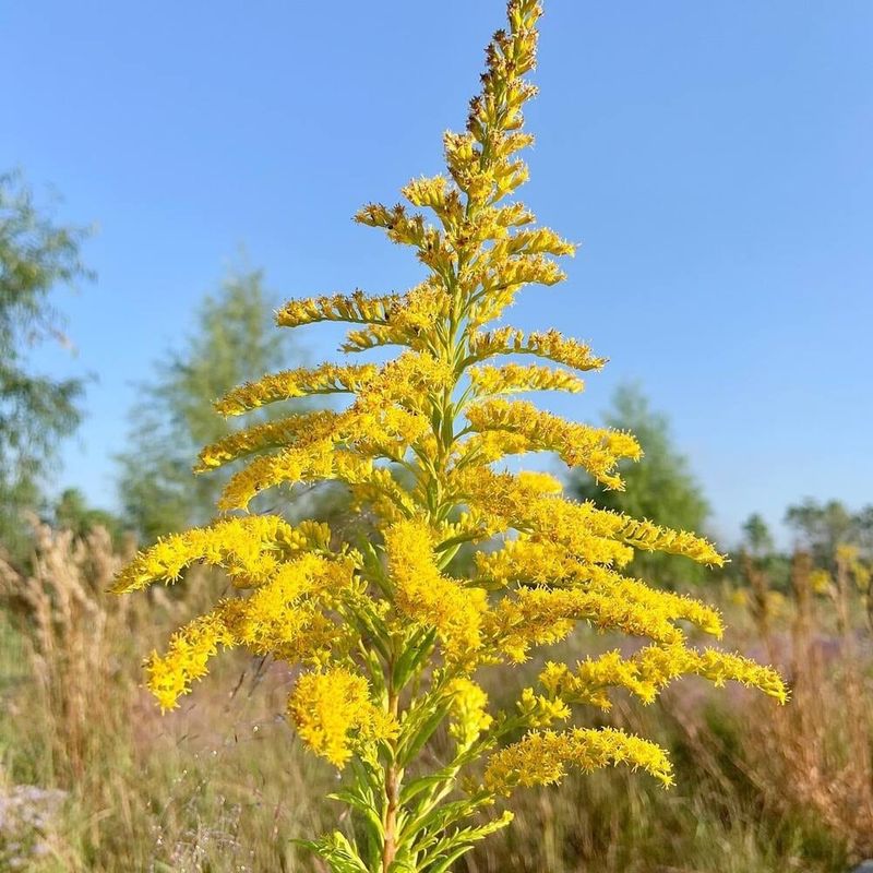 Choose Native Goldenrod Without Blaming It For Fall Allergies