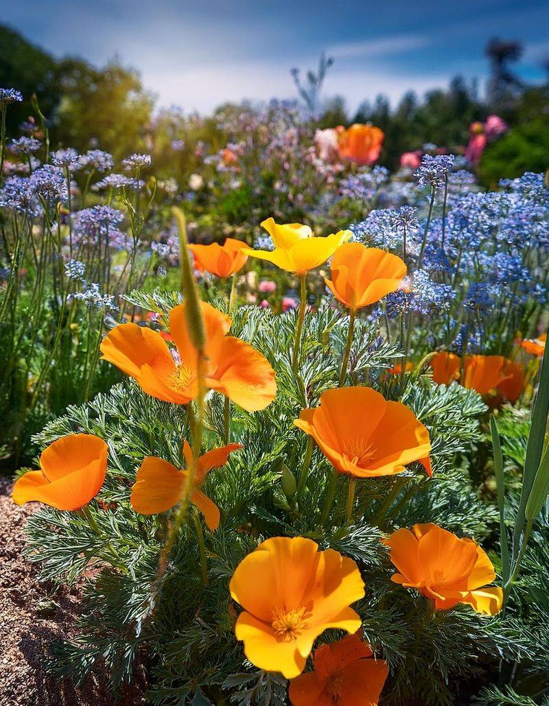 Choose Natives Suited To Your Specific Soil