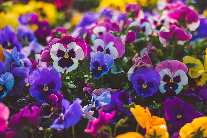 Choose Pansy Colors That Stand Out
