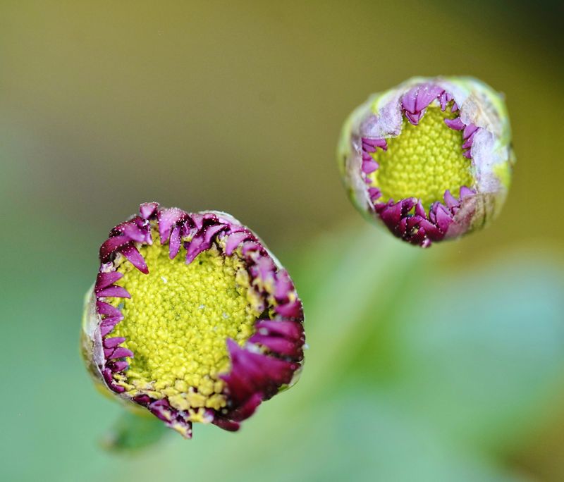 Choose Plants Covered In Tight Buds Choose Plants Covered In Tight Buds