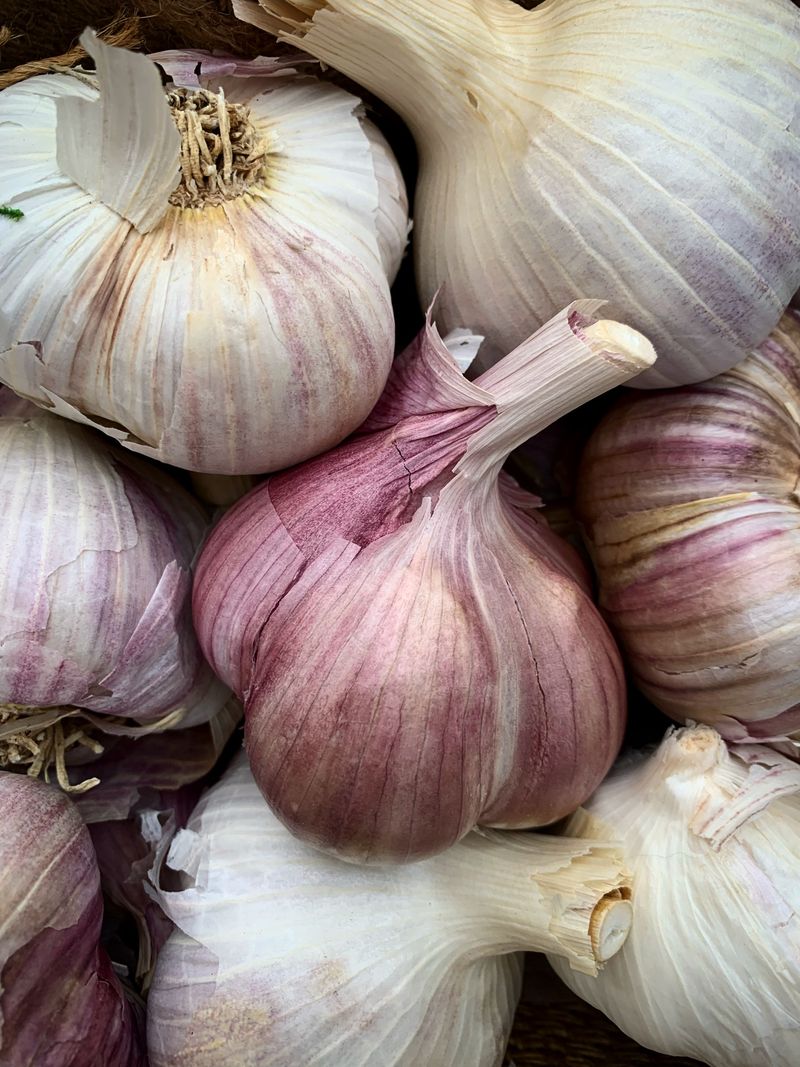 Choose Seed Garlic Over Grocery Store Bulbs Choose Seed Garlic Over Grocery Store Bulbs