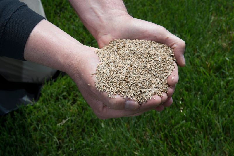 Choose Seed That Fits Your Existing Lawn Choose Seed That Fits Your Existing Lawn