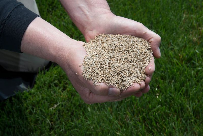 Choose Seed That Matches Your Existing Turf