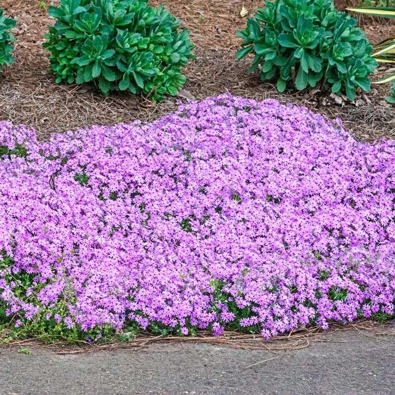 Choose Soil That Drains Well Choose Soil That Drains Well