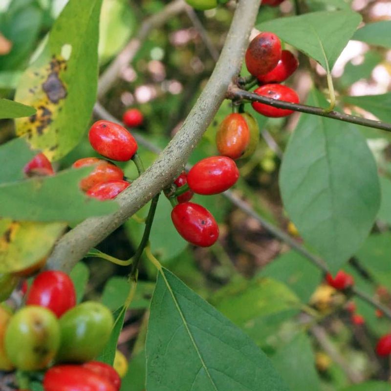 Choose Spicebush For Woodland Gardens Choose Spicebush For Woodland Gardens