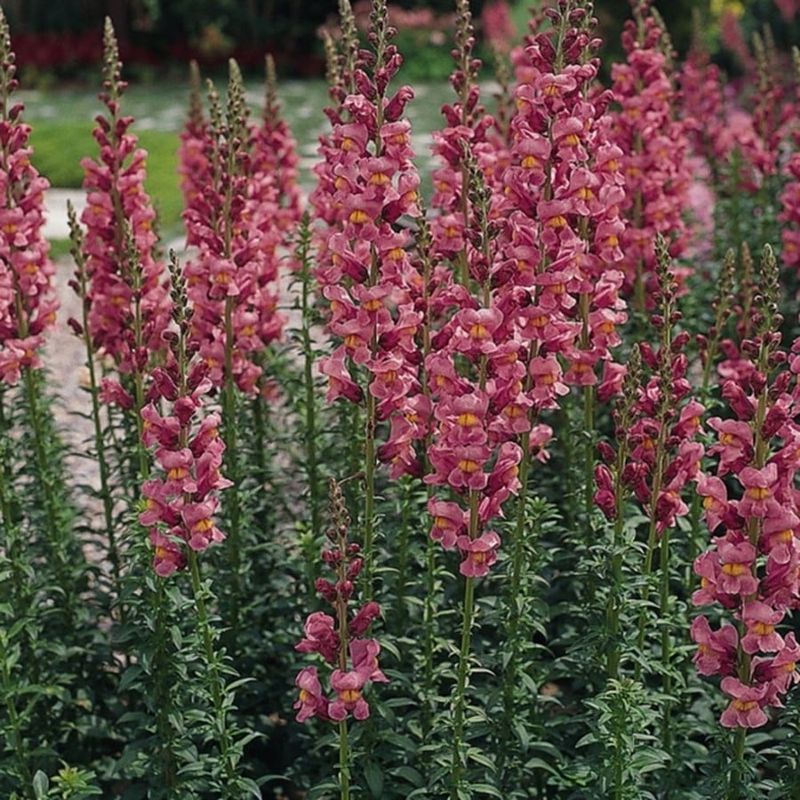 Choose Tall Cultivars for Upright Arizona Color Choose Tall Cultivars for Upright Arizona Color